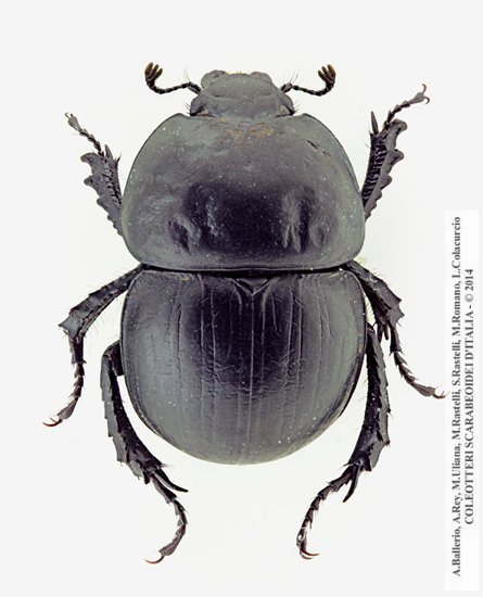 Baraudia geminata, femmina